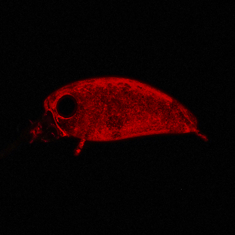 ザ・キープキャスト会場限定 マイクロパニクラMR-SS 「シャインアピールブラウン」